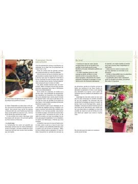 LA CULTURE DES ROSIERS