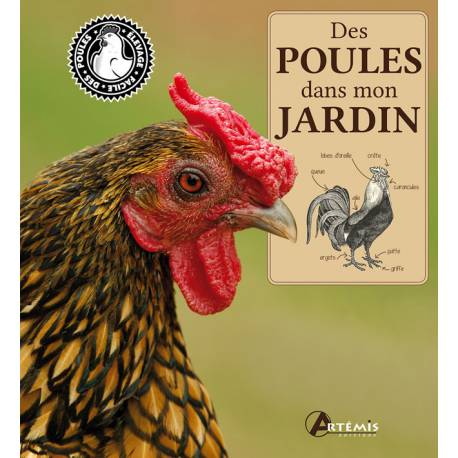 DES POULES DANS MON JARDIN