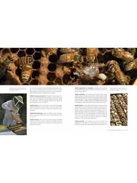 APICULTURE