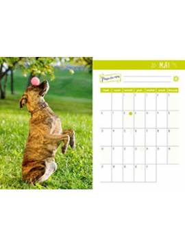 AGENDA CHIEN 2024