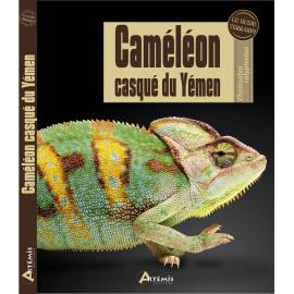 CAMELEON CASQUE DU YEMEN