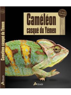 CAMELEON CASQUE DU YEMEN