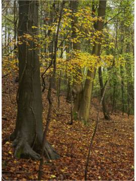 COFFRET BAINS DE FORET 50 CARTES + 1 LIVRET DE 64 PAGES