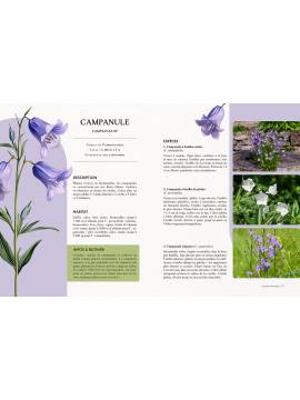 FLEURS : SAUVAGES, DU JARDIN, D'INTERIEUR