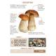 COFFRET MEILLEURS CHAMPIGNONS COMESTIBLES - 36 CARTES + 1 POSTER