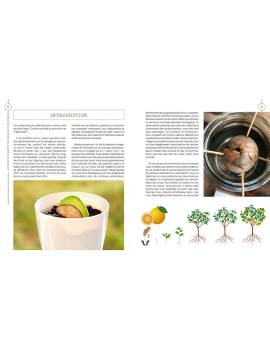 JE CULTIVE A PARTIR DE NOYAUX ET DE PEPINS