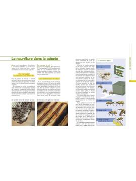 L'ELEVAGE DES ABEILLES DEVENIR (FACILEMENT) APICULTEUR