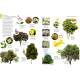 ENCYCLOPEDIE ILLUSTREE DU REGNE VEGETAL