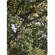 COFFRET BAINS DE FORET 50 CARTES + 1 LIVRET DE 64 PAGES