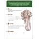 COFFRET CARTES PLANTES AROMATIQUES 36 CARTES + 8 ETIQUETTES A PLANTER
