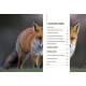 RENARD