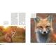 RENARD