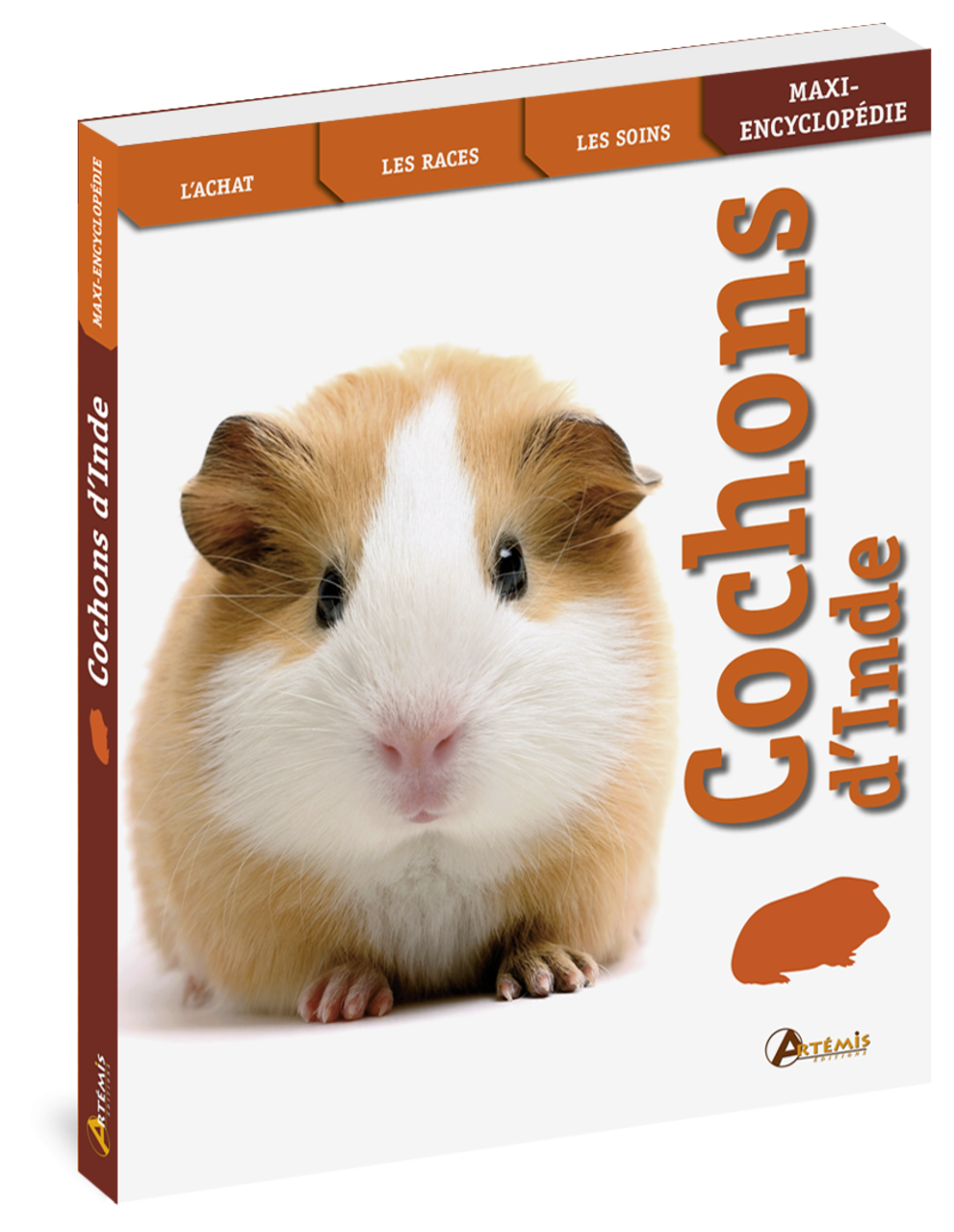  Cochon d'Inde (FOCUS ANIMAUX DOMESTIQUES) (French Edition):  9782816007251: DIETZ, P: Books