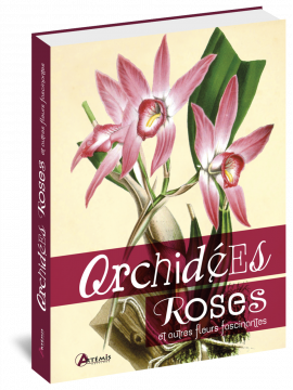 ORCHIDEES ROSES ET AUTRES FLEURS FASCINANTES