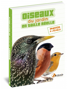 OISEAUX DU JARDIN EN TAILLE REELLE