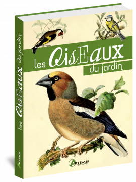 LES OISEAUX DU JARDIN