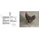 POULES PASSIONNEMENT