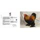 POULES PASSIONNEMENT