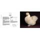 POULES PASSIONNEMENT