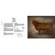 VACHES PASSIONNEMENT