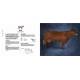VACHES PASSIONNEMENT