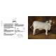 VACHES PASSIONNEMENT