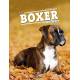 BOXER