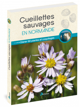 CUEILLETTES SAUVAGES EN NORMANDIE