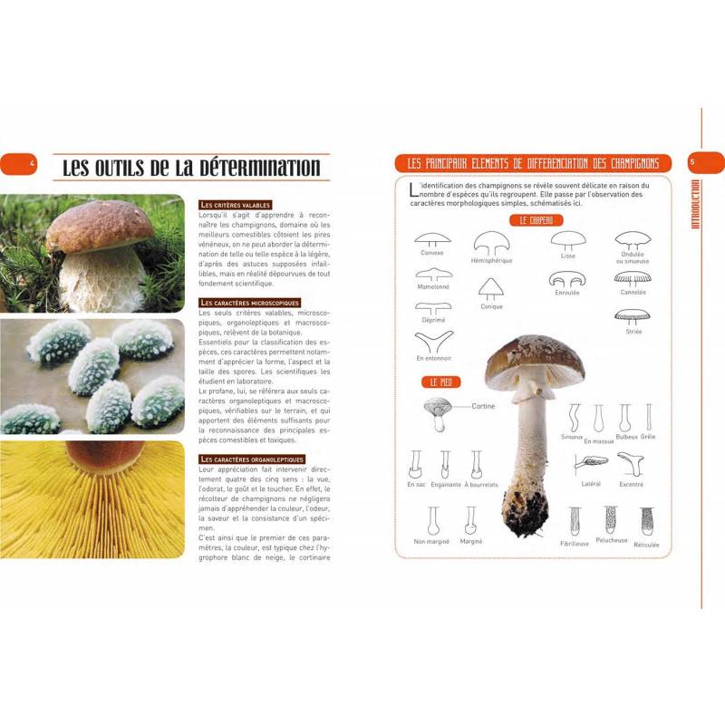 Guide des 60 meilleurs champignons comestibles