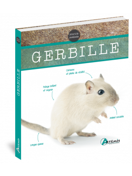 GERBILLE