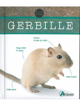 GERBILLE