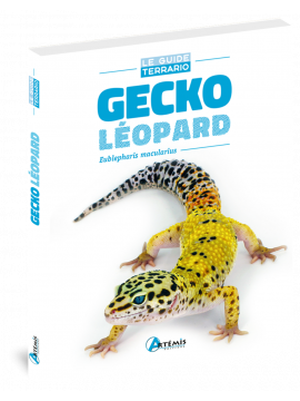 GECKO LEOPARD