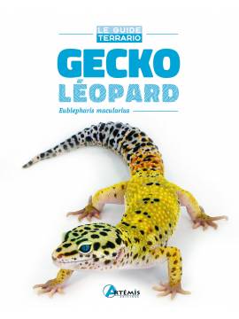 GECKO LEOPARD