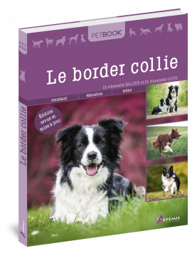 BORDER COLLIE