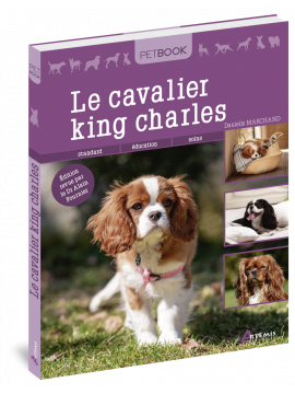 CAVALIER KING CHARLES