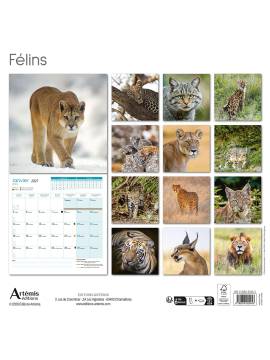 CALENDRIER FELINS 2027