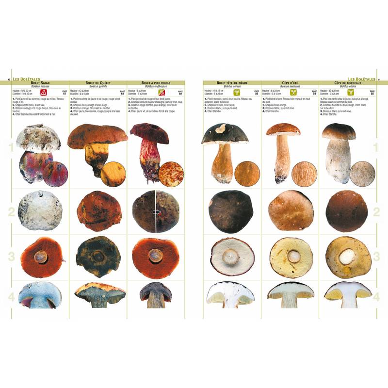 Guide encyclopédique des champignons 