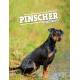 PINSCHER