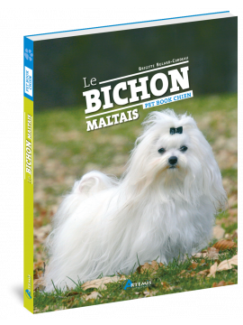 BICHON MALTAIS