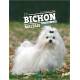 BICHON MALTAIS