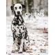 RACES DE CHIENS ENCYCLOPEDIE VISUELLE