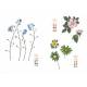 FLEURS SAUVAGES A L'AQUARELLE 15 ESQUISSES PRETES À PEINDRE