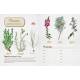 HERBIER A COMPLETER AU FIL DE VOS BALADES