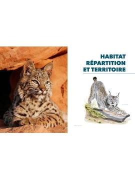 EPERDUMENT LYNX