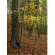 COFFRET BAINS DE FORET 50 CARTES + 1 LIVRET DE 64 PAGES