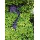 COFFRET BAINS DE FORET 50 CARTES + 1 LIVRET DE 64 PAGES
