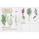 HERBIER A COMPLETER AU FIL DE VOS BALADES