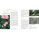 ROSIERS SANS MALADIES