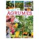 LA CULTURE DES AGRUMES