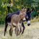 CALENDRIER ANES 2026